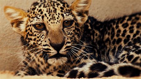 The Arabian leopard cub was born on April 23 at the Arabian Leopard Breeding Centre in Taif, Saudi Arabia.