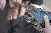  Des tortues mouchetées