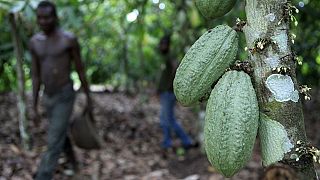 Côte d'Ivoire : le prix d'achat du cacao baisse de près de 20%