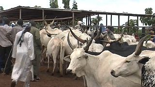 The Central African Republic's cattle market is a pillar of the economy