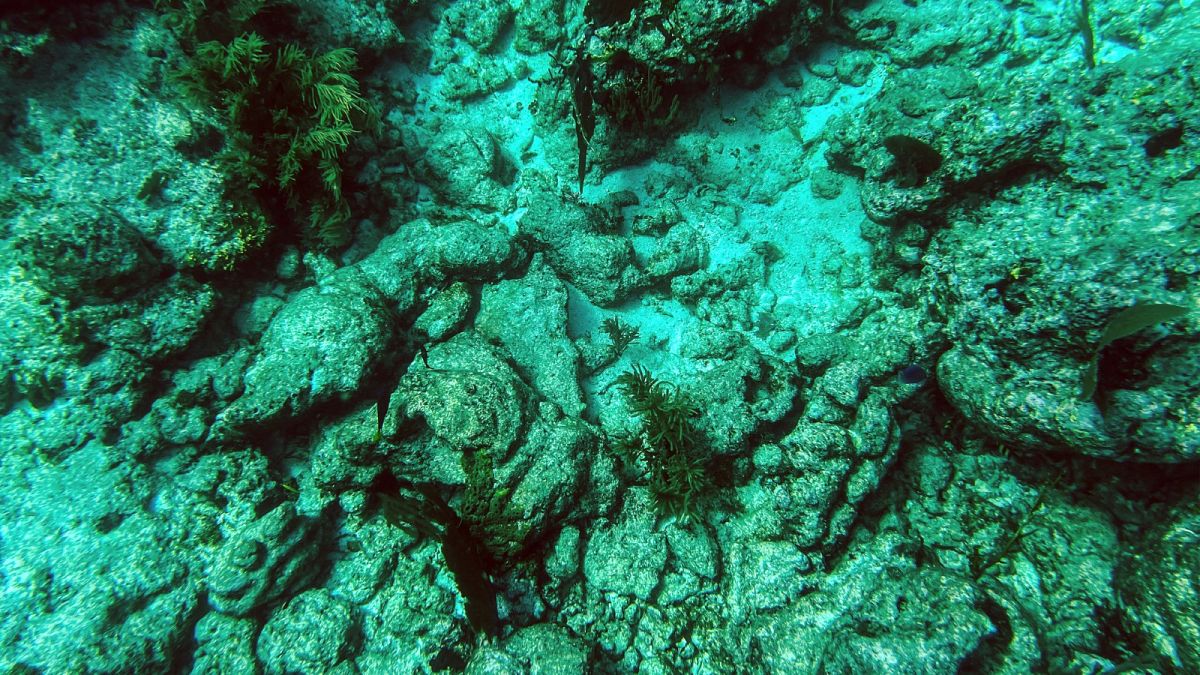Du corail mort au large de Key Largo, en Floride, le 23 septembre 2021 