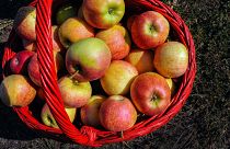 Kosárban a leszedett almák. Az ország keleti részén fekvő város észak-keleti határában lévő gyümölcsös kertekben megkezdődött az almaszüret