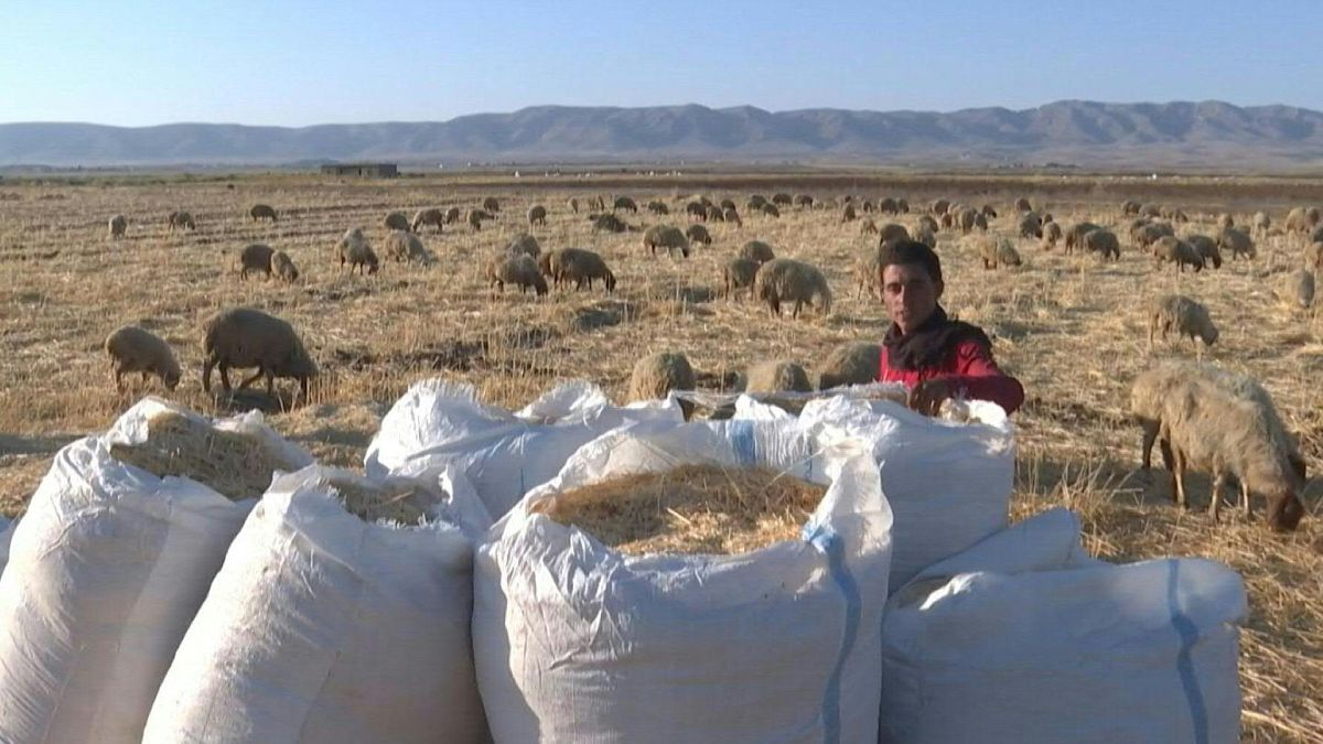 الجفاف والحرائق يتسببان بأضرار في محاصيل القمح في سوريا