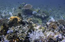 الشعب المرجانية بالقرب من جزر كومودو بإندونيسيا. sh