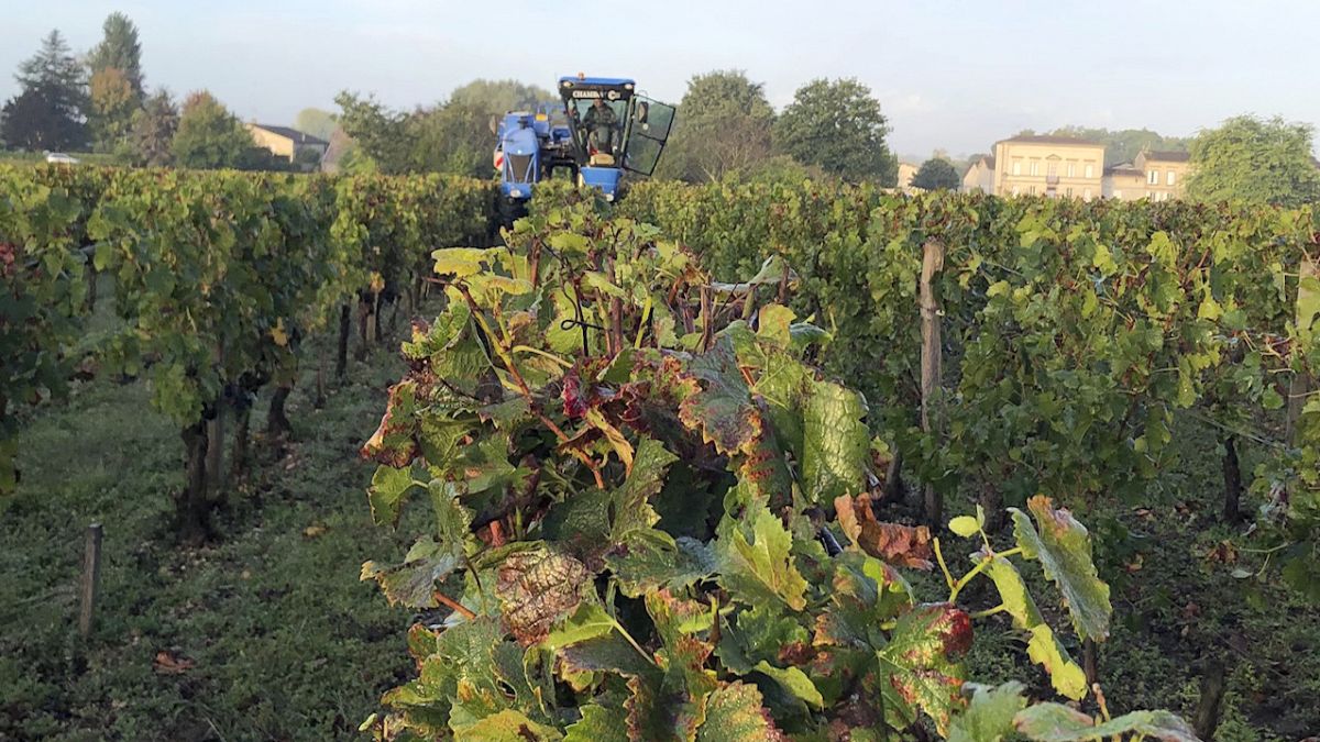 A marching during grape harvest Monday, Oct. 4, 2021 near Saint-Emiliion, western France. 