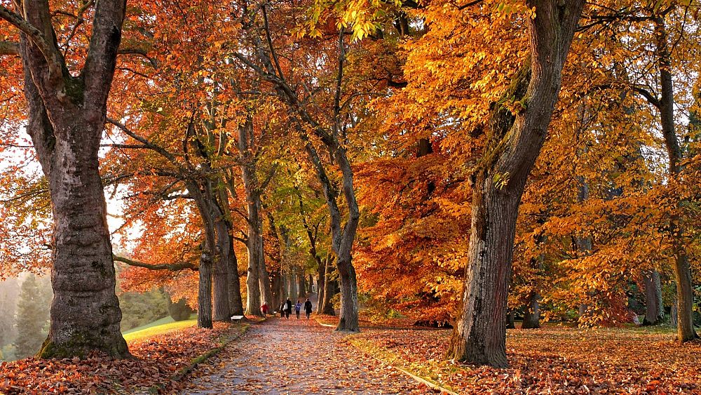 From Scotland to Germany: Europes's best places to catch colourful autumn leaves