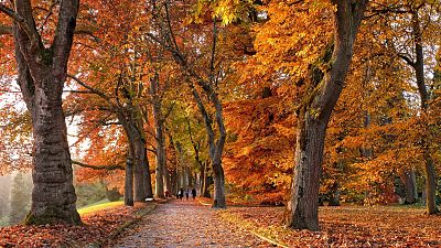 Europe is full of Autumnal colours. Europe is full of Autumnal colours.