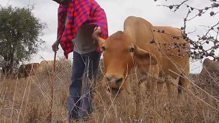 Maasai give up nomadic lifestyle due to climate change
