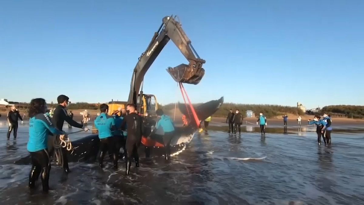 Una excavadora mecanizada es utilizada para sacar a la ballena de la playa, 5/10/2021, La Lucila del Mar, Argentina