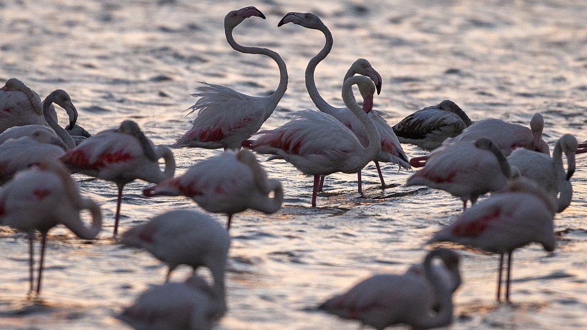 Spektakuläre Dronenaufnahmen: Flamingo-Schwarm in Kasachstan