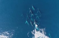 A pod of humpback whales off the coast of Brisbane, Australia