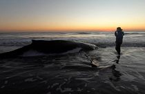 Baleia libertada de praia argentina