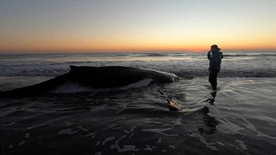 Baleia libertada de praia argentina