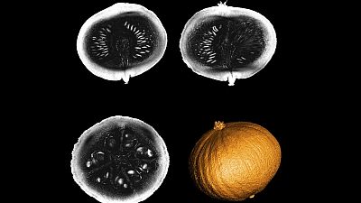 World’s most powerful MRI scanner delivers its first images - from inside a pumpkin.