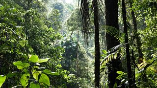 The rich biodiverse rainforest in Costa Rica.