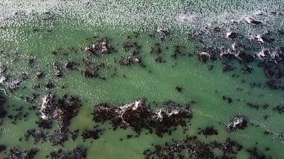A drone shot of a kelp forest in California