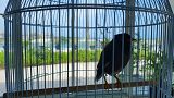Juji the mynah bird installed at the French Embassy in Abu Dhabi