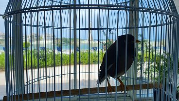 Juji the mynah bird installed at the French Embassy in Abu Dhabi