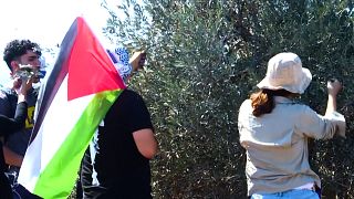 Palestinians pick olives next to Israeli Evitar outpost