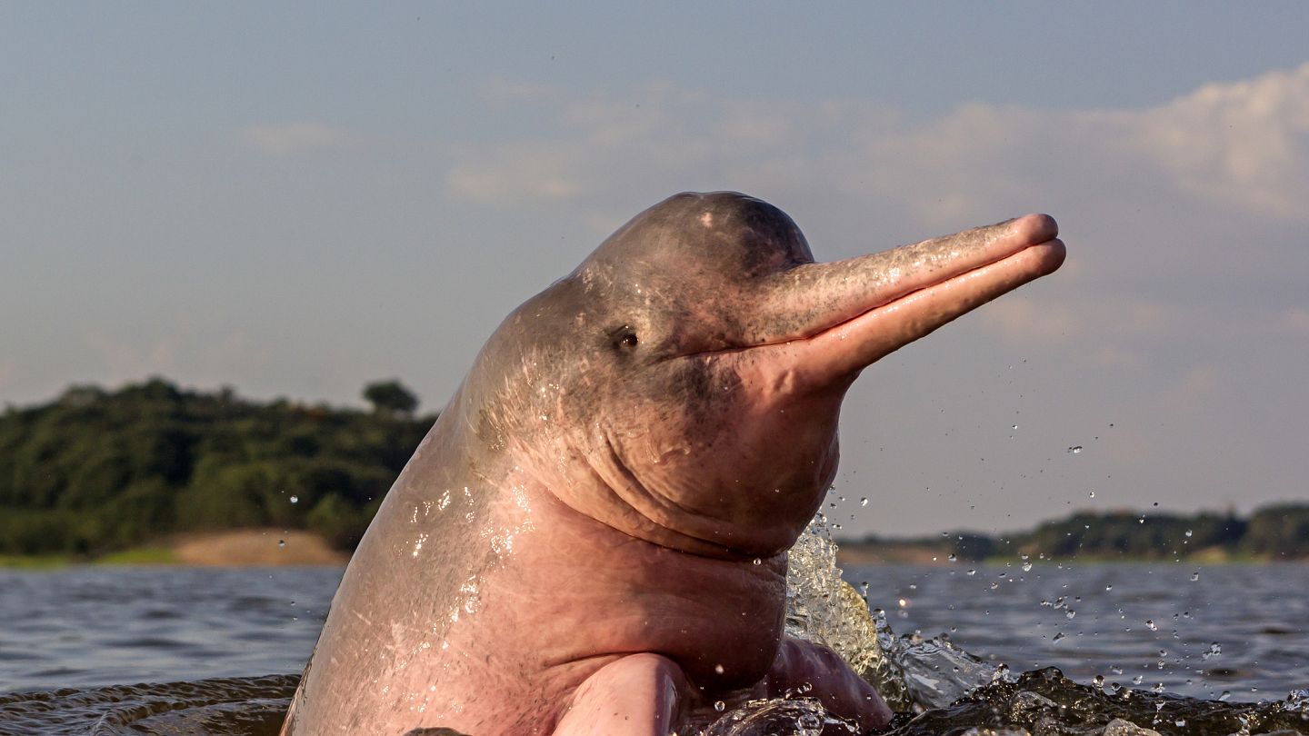 Rare Pink Dolphins Saved By High Tech Fishermen In The Amazon Euronews