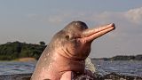 A pink river dolphin in the Amazon Rainforest