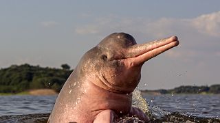 A pink river dolphin in the Amazon Rainforest