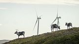 Reindeer roam around the wind turbines at Storheia wind farm.