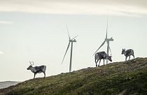 Reindeer roam around the wind turbines at Storheia wind farm.