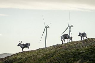 Reindeer roam around the wind turbines at Storheia wind farm.