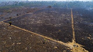 Terreno queimado no Estado do Pará