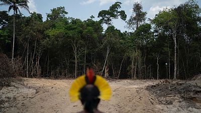 Krimej Indigenous Chief Kadjyre Kayapo looks out at a path created by loggers in Altamira, Para state, Brazil. Krimej Indigenous Chief Kadjyre Kayapo looks out at a path created by loggers in Altamira, Para state, Brazil.
