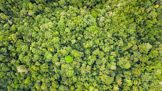 Indonesia is home to the world's third-largest expanse of tropical forest