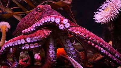 Octopuses are set to have their feelings protected under UK law.
