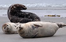 Seals lying on a beach