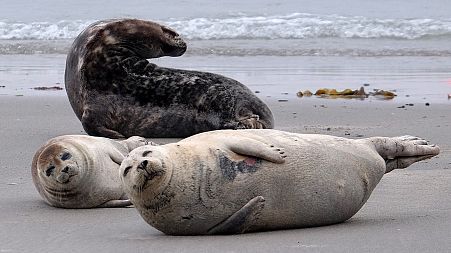 Seals lying on a beach
