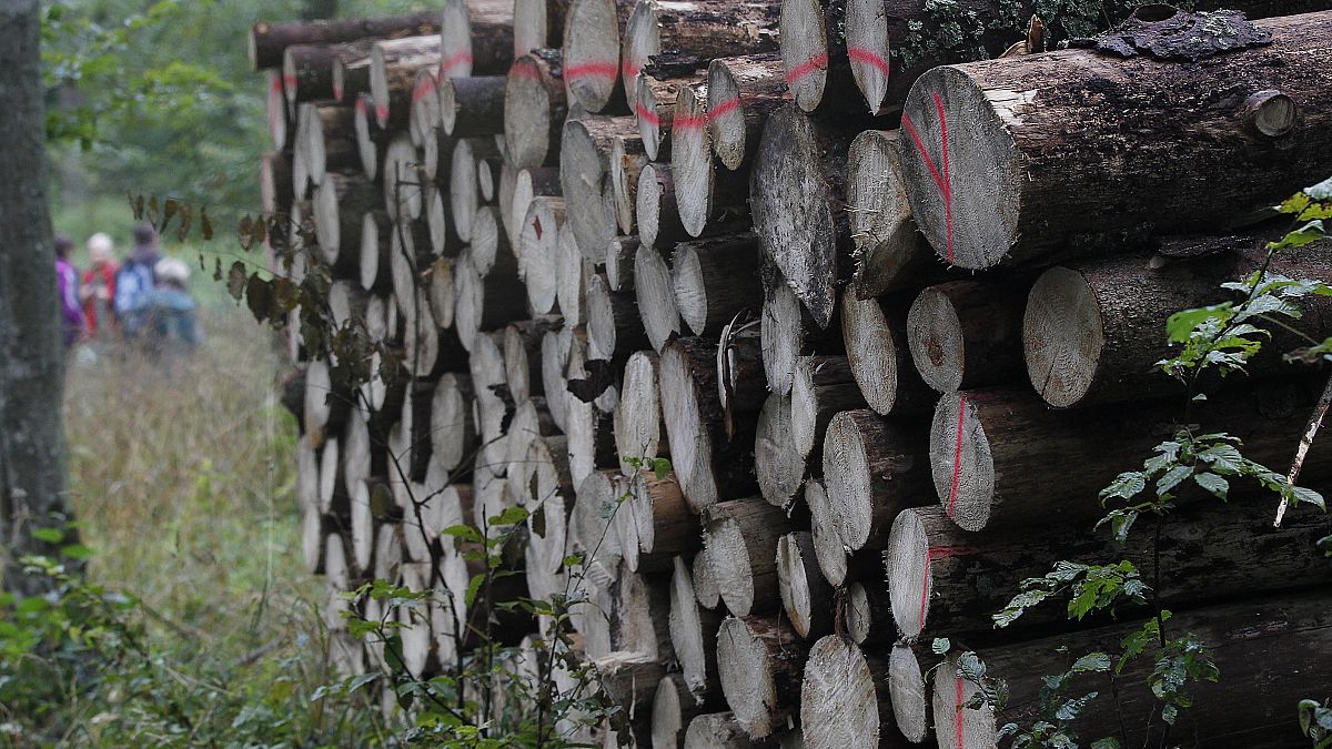 The logging has been the source of a standoff between the conservative Polish government in Warsaw and the European Union.