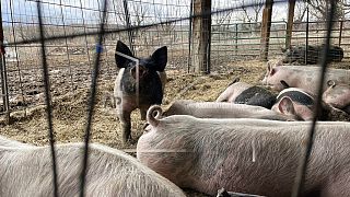 Des cochons dans une ferme.