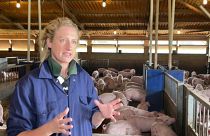 Великобритания: сектор свиноводства в кризисе