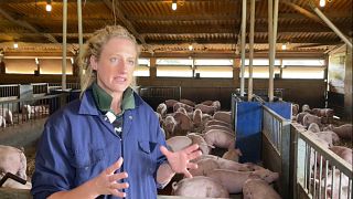 Великобритания: сектор свиноводства в кризисе
