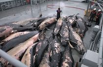 En Islandia retiran los cadáveres de 50 ballenas piloto
