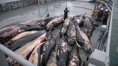 En Islandia retiran los cadáveres de 50 ballenas piloto