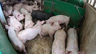 Pigs on a farm in Gloucestershire