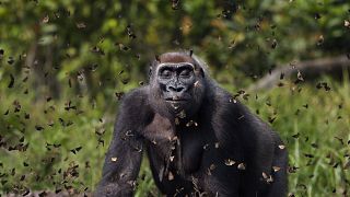 Grand Prize Winner. Western lowland gorilla female 'Malui' walks through a cloud of butterflies, Dzanga Sangha Special Dense Forest Reserve, Central African Republic.