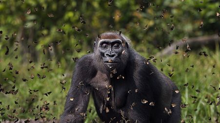 Grand Prize Winner. Western lowland gorilla female 'Malui' walks through a cloud of butterflies, Dzanga Sangha Special Dense Forest Reserve, Central African Republic.