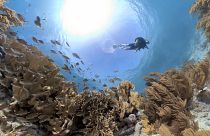 Mit "Korallengärtnerei" den Riffen weltweit eine Zukunft geben