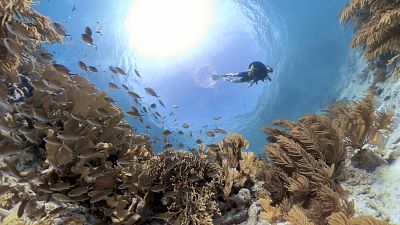 Coral reefs: the fight to save the ocean's food factories