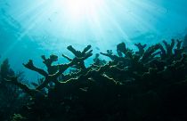 Scientists are preserving endangered coral in artificial reefs