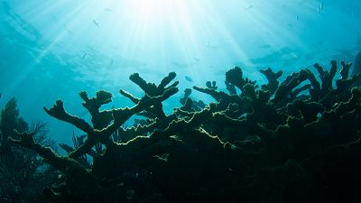 Scientists are preserving endangered coral in artificial reefs Scientists are preserving endangered coral in artificial reefs