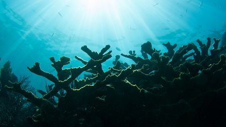 Scientists are preserving endangered coral in artificial reefs