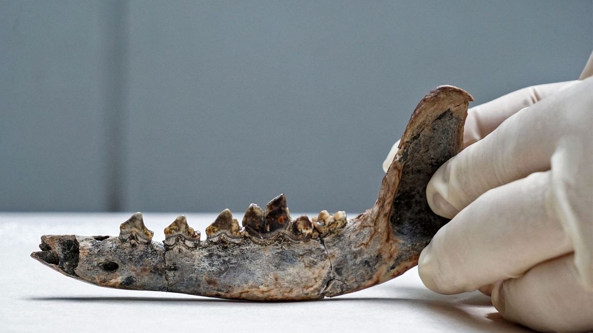 بقایای یافت شده از یک فک حیوانی در کاستاریکا